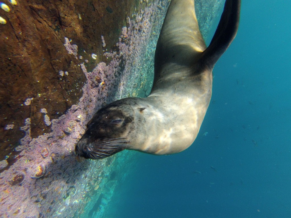 sea lion galapagos singles trip