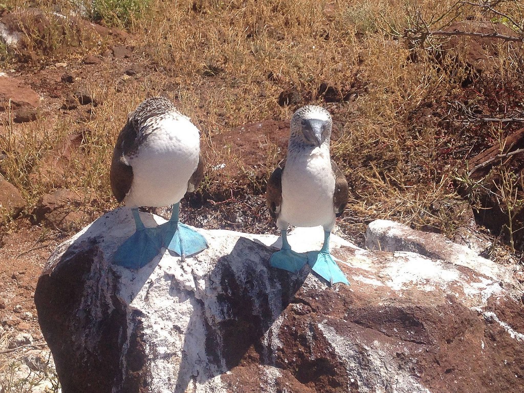 seymour birds galapagos singles trip