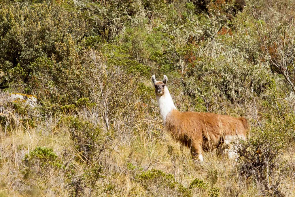 llama on inca trail