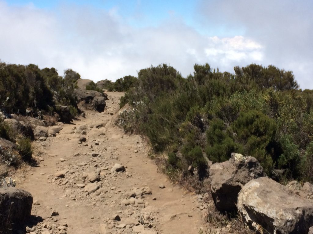 course in kilimanjaro marathon